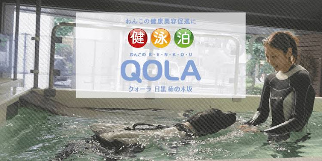 日本テレビ「ヒルナンデス」にQOLAが紹介されました1